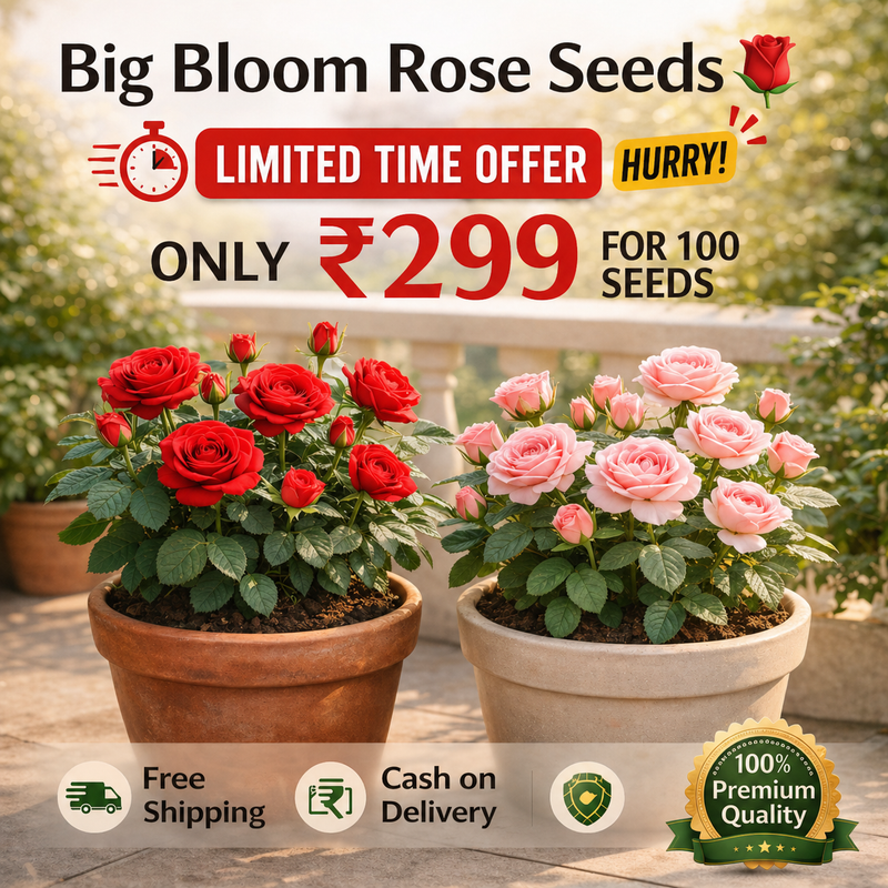 Big Bloom Flower Seeds
